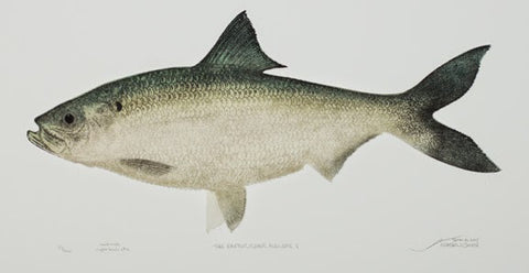 The Exeter River Ale Wife - Fish