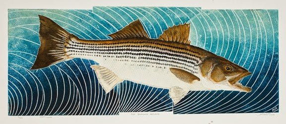 The Schoolie Returns - Schoolie fish