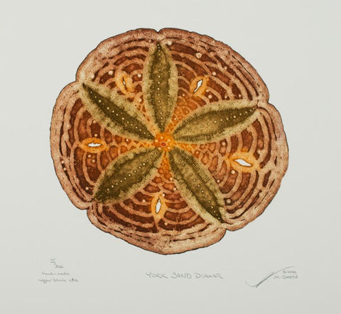 York Sand Dollar