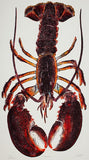 Revolution - Red Lobster